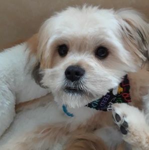 Meet your Posher, Tracy